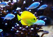 Het aquarium van Aix-les-Bains