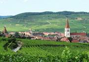 On the Alsatian wine route - 6 km