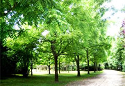 Das Arboretum von Montmorency