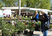 The Provençal market of Carnoux