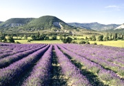 On the lavender road (from Digne)