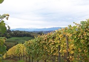The Fel vineyard - 10 km