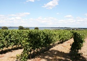 De omliggende wijngaarden