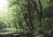 La foresta nazionale dell'Auberive - 25 km