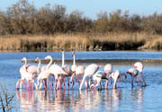 The small Camargue at 20 km