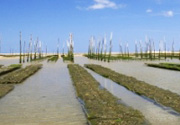 Oyster farming parks on foot