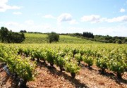 Lunel and its vineyards