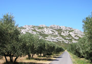 Die Olivenbaumroute 