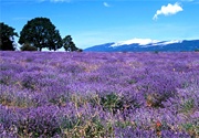 The lavender fields in the surroundings
