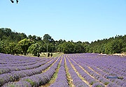 The lavender road