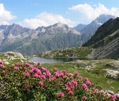Altos Alpes