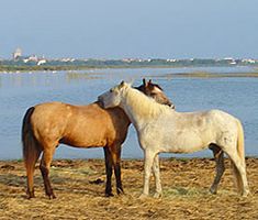 Saintes Maries de la Mer