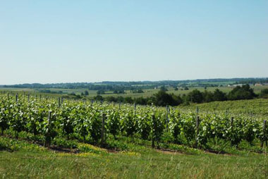 Vente privée Le Domaine Saint Hilaire – Les nombreux vignobles alentours