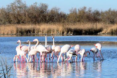 Vente privée Hôtel &quot;Royal Hôtel &quot; – La Camargue et ses flamands roses - 20 km