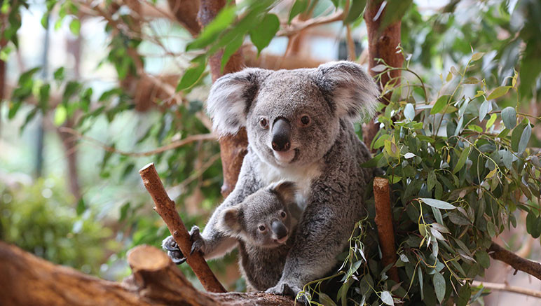 Papier peint enfant panoramique bébé Koala et sa couronne de fleurs