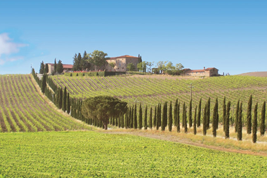 Vente privée Camping Norcenni Girasole Club – Les vignobles du Chianti aux alentours