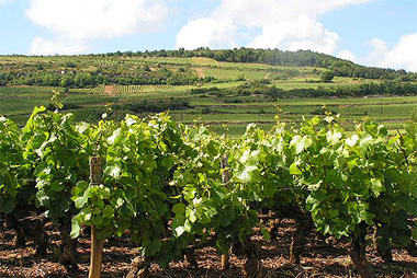 Vente privée Résidence LAGRANGE Prestige Le Clos des Vignes 4* – Le vignoble de Bergerac à deux pas