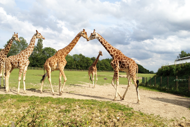 Vente privée Le Beach Hôtel 3* – Le parc zoologique de Cerza - 30 km