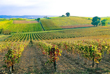 Vente privée Résidence Les Hameaux des Lacs – Les vignobles alentours