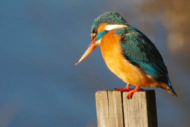 Vente privée Résidence Les Rives de St Brice – Le parc ornithologique du Teich - 25 km