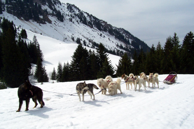 Vente privée Résidence Les Chalets du Village Bois – Balade en chiens de traîneau