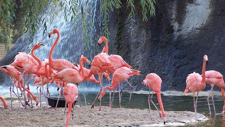 Vente privée Résidence Sous Les Pins – Le Zoo de la Palmyre à 12 km