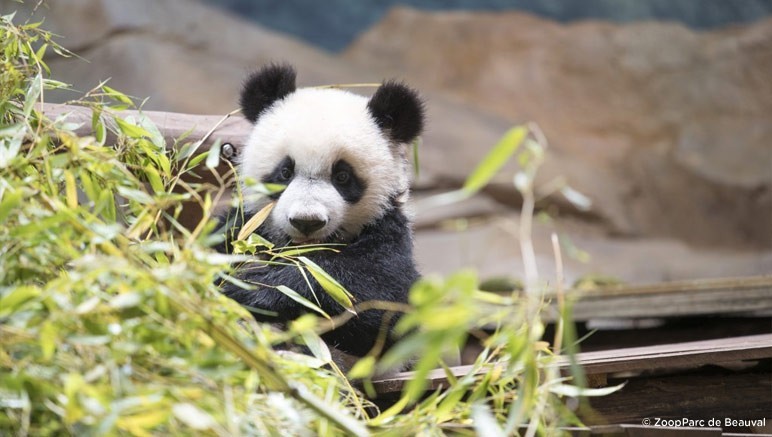 Vente privée Résidence 4* Les Jardins Renaissance – Visitez le Zoo de Beauval et rencontrez les célèbres pandas (1h)