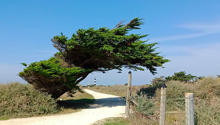 Vente privée Résidence Les Sables Vignier – Bienvenue sur l'île d'Oléron