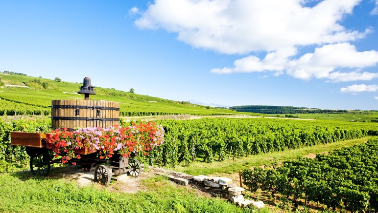 Vente privée Croisière fluviale Nicols – Et les nombreux vignobles que compte la Bourgogne